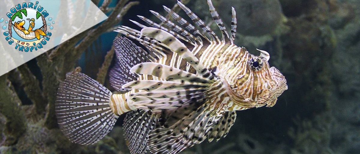 Aquarium des Tropiques - Allex