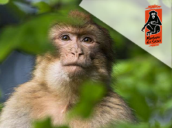 La montagne des singes (E-billets)