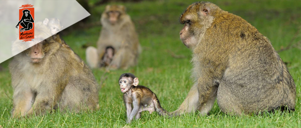 La montagne des singes (E-billets)