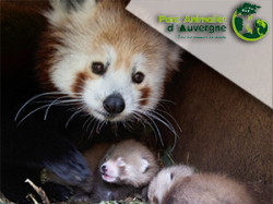 Parc animalier d'Auvergne (e-billets)